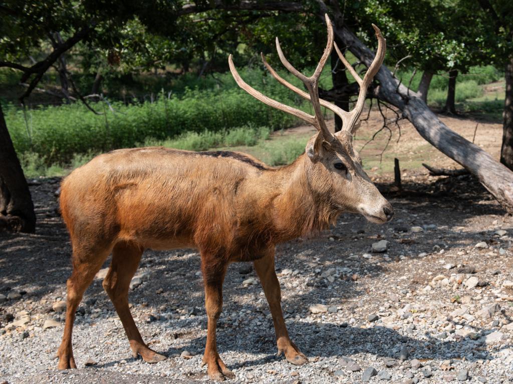 Deer walking close to the car at the Arbuckle Wilderness State Park in Oklahoma