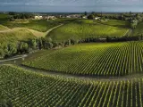 Aerial view Bordeaux Vineyard at sunrise, Entre deux mers, Langoiran, Gironde