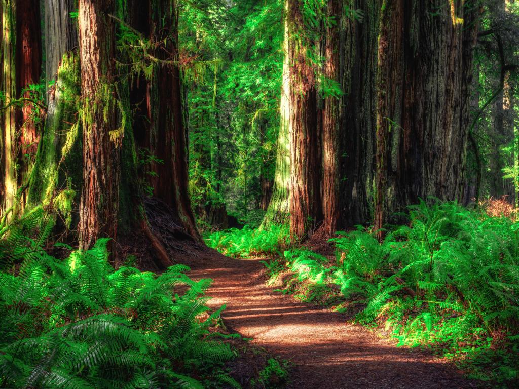 Redwoods National Parks, USA taken within the forest with a path running through it and sunlight shining through the trees. 