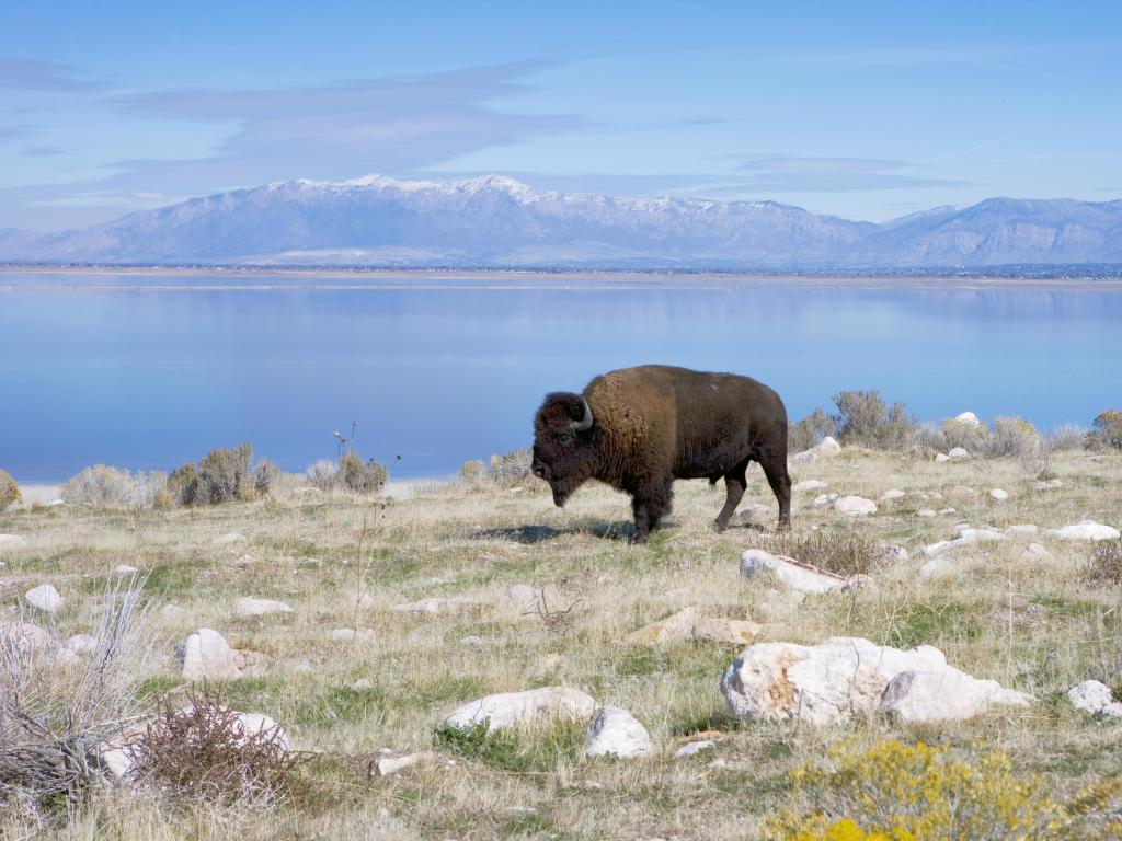 Antelope Island State Park, Utah, USA with a buffalo in the foreground and a lake and mountains in the distance.
