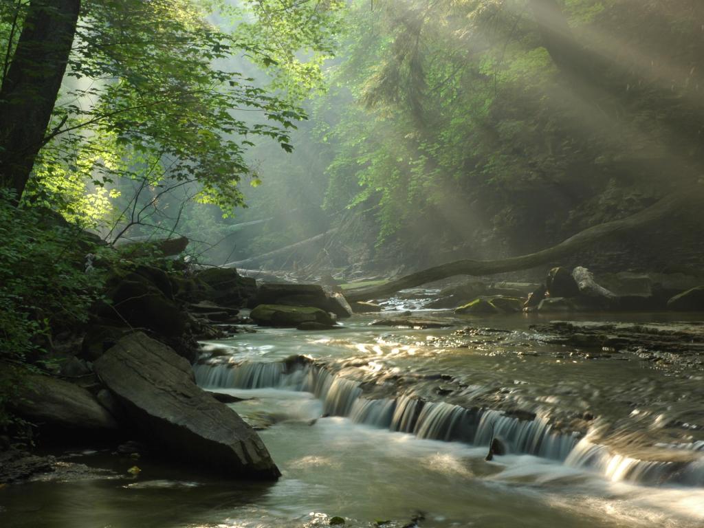 Sunbeams break through forest trees to light up a shallow river flowing through the forest over gentle waterfall