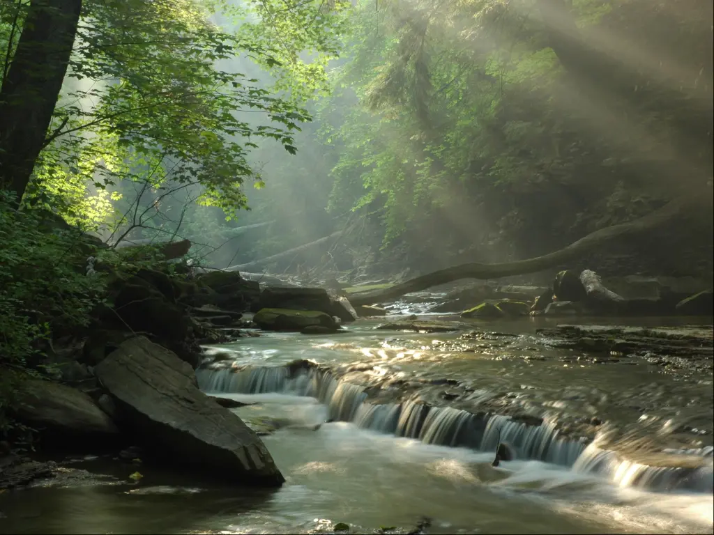 Sunbeams break through forest trees to light up a shallow river flowing through the forest over gentle waterfall