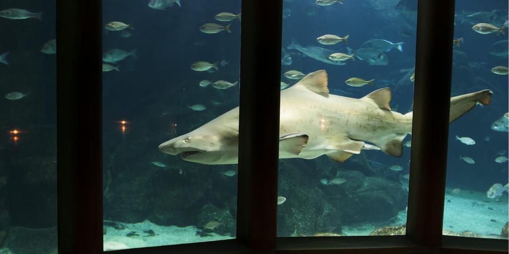 A shark swims by a glass window in the Aquarium Finisterrae in La Coruña, Spain