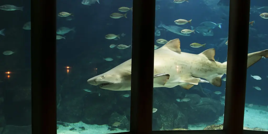 A shark swims by a glass window in the Aquarium Finisterrae in La Coruña, Spain