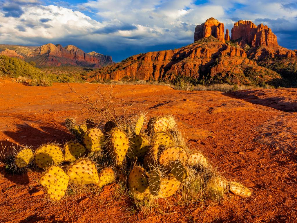 Taken from a low vantage point beside a small cactus with round leaves, sandy ground rises up towards Cathedral Rock on the horizon, with a blue cloudy sky