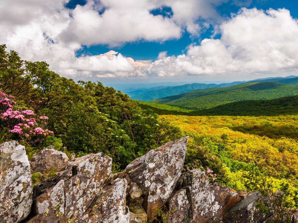 Shenandoah National Park, USA, with rocks and pink flowers in the foreground and the green valleys in the background on a sunny and cloudy day.