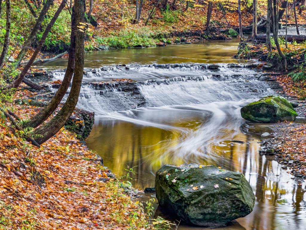 Calm river travels over a small waterfall in a forest, with fallen autumn leaves turning the riverbank gold