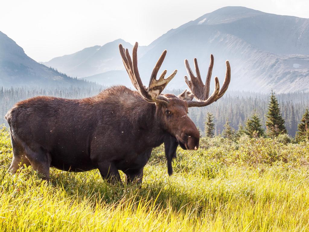 Wild Moose grazing on the mountains of Colorado, close to Brainard Lake Recreation Area, Ward on a bright and warm day