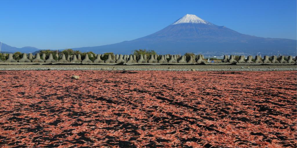 Sakura shrimp drying in the sun in Shizuoka, Japan 