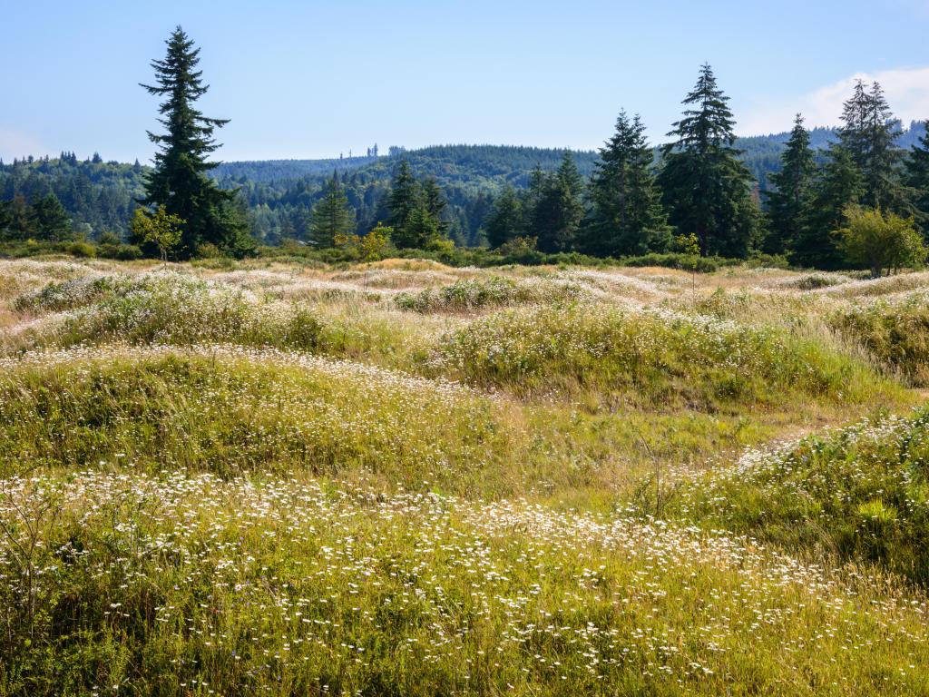 Rolling Landscape of Mima Mounds Natural Area Preserve