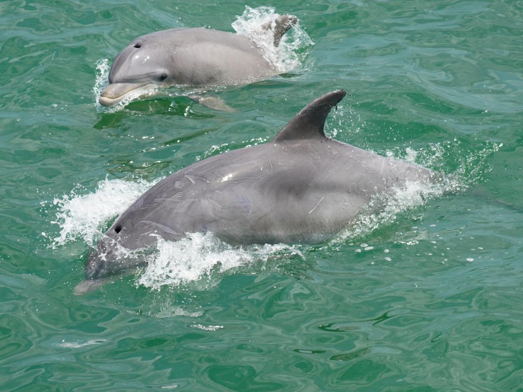 Two Common Bottlenose Dolphins swimming off the coast of Virginia