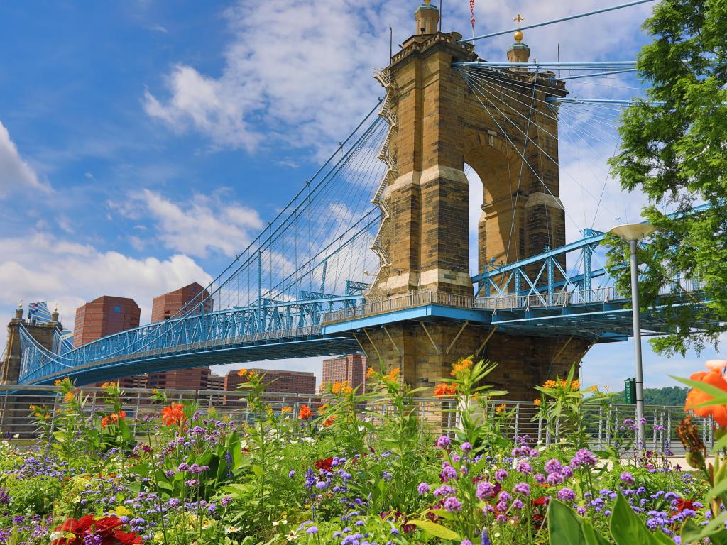 Cincinnati, Ohio, USA with a view of the John A. Roebling Bridge across the Ohio River with flowers in the foreground and taken on a sunny day.