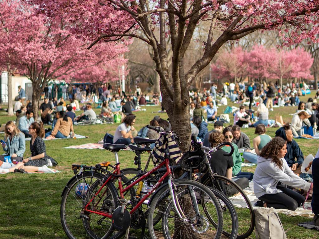 Pink cherry blossom tree at McCarren Park in Williamsburg, with bikes and people relaxing on the grass