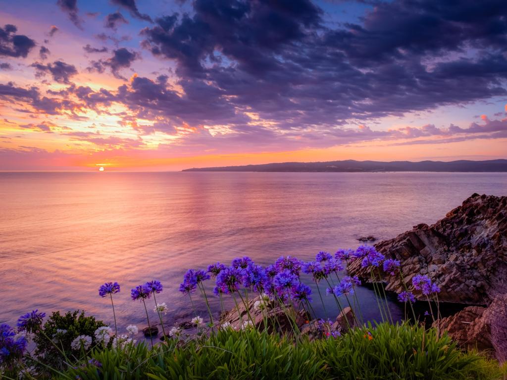 Purple wildflowers on a cliff overlooking a wide, calm bay with rocky outcrops at sunset