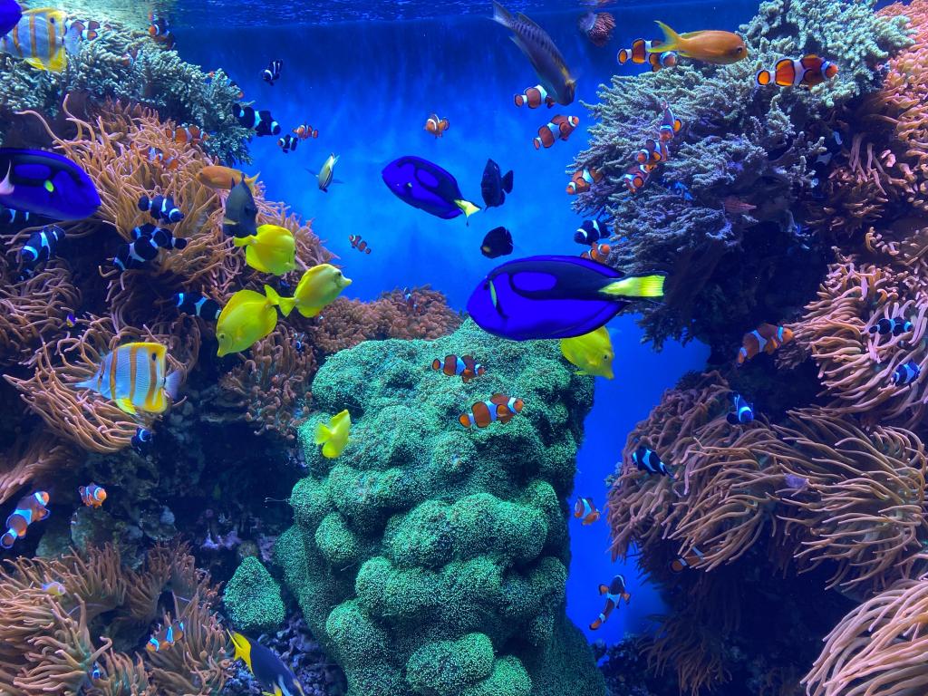 Colorful fishes swimming among corals in the aquarium