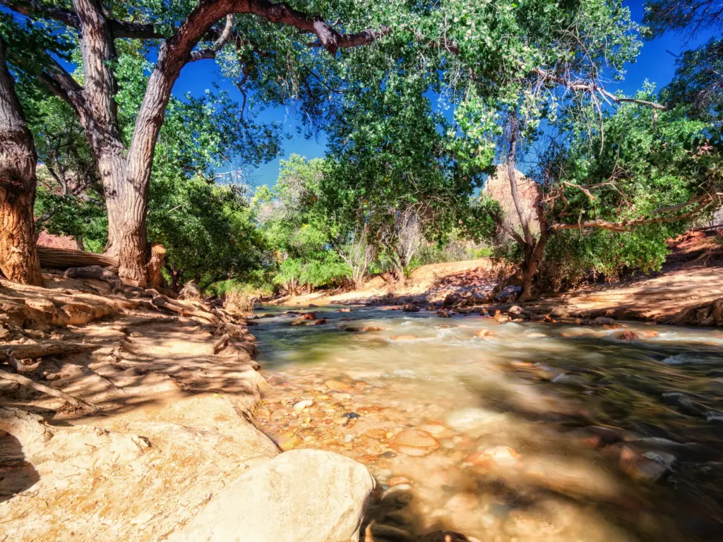 View of the riverside, a picnic area for Cable Mountain Lodge, with rushing waters with a tree canopy above.