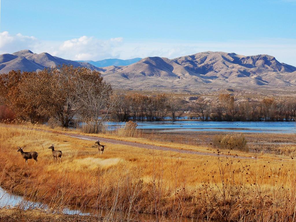 Three deer dotted along the vast landscape, surrounded in grasslands and mountain views at Bosque del Apache National Wildlife Refuge