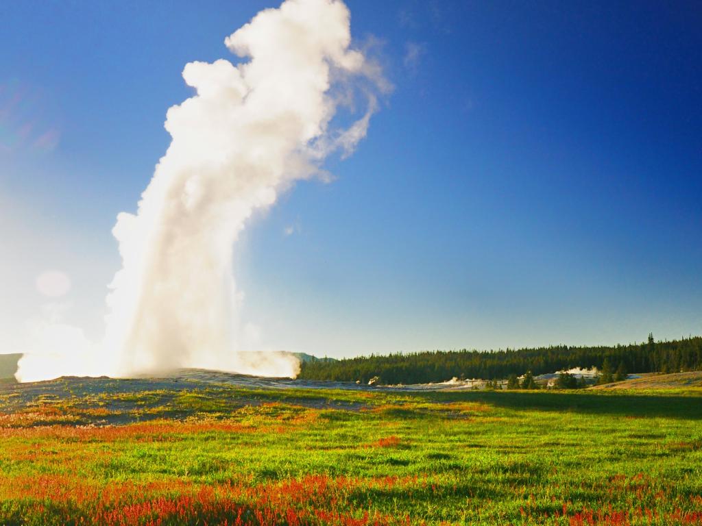Old Faithful at Yellowstone on a sunny day with red flowers in the foregound.