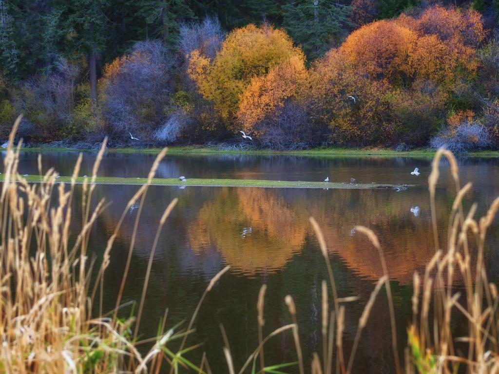 Beautiful autumnal trees reflecting on Klamath Lake with reeds in the foreground