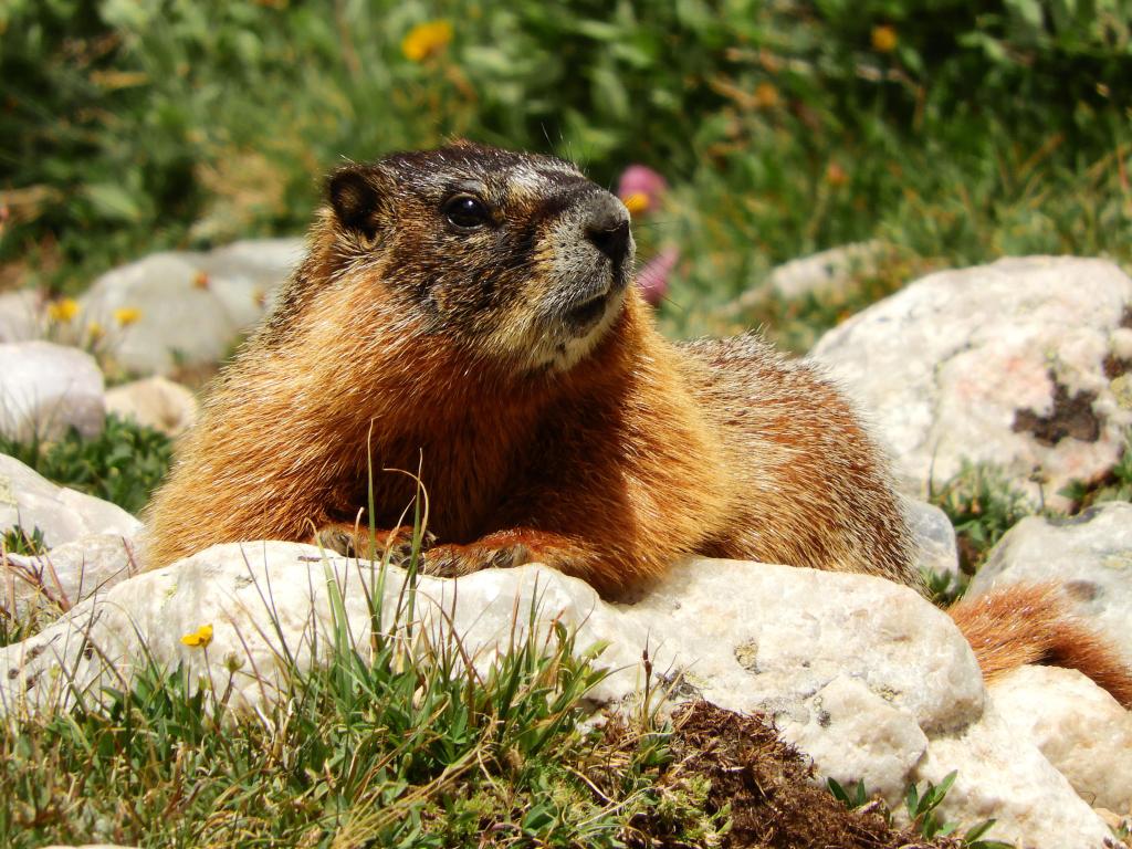 Yellow-bellied marmot sunning itself on rocks surrounded by green grass and pink and yellow wild flowers