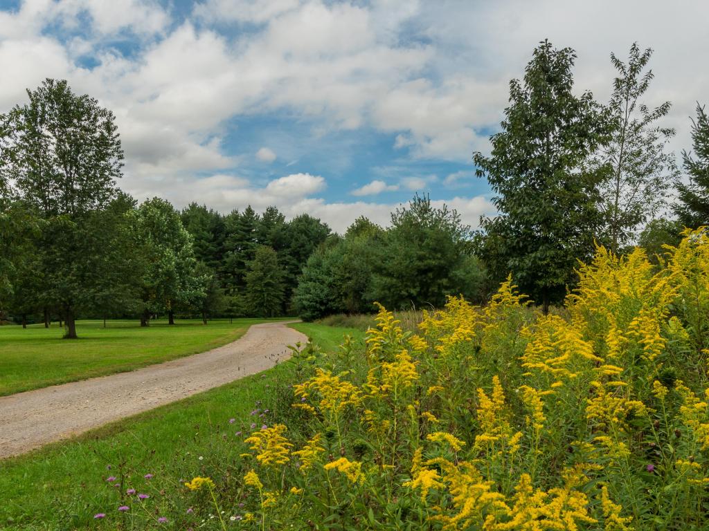 Late summer blooms of goldenrod across parkland at Six Mile Run State Park in Franklin, New Jersey.
