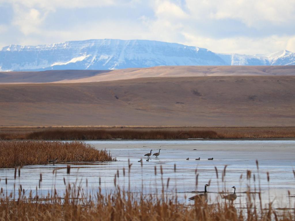 Canadian geese dotted along the shoreline of Freezeout Lake, Montana, with vast plains and mountains in the background