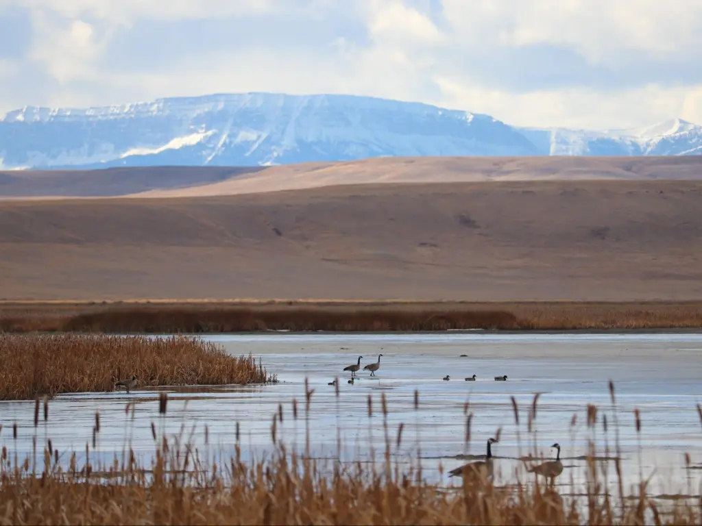 Canadian geese dotted along the shoreline of Freezeout Lake, Montana, with vast plains and mountains in the background