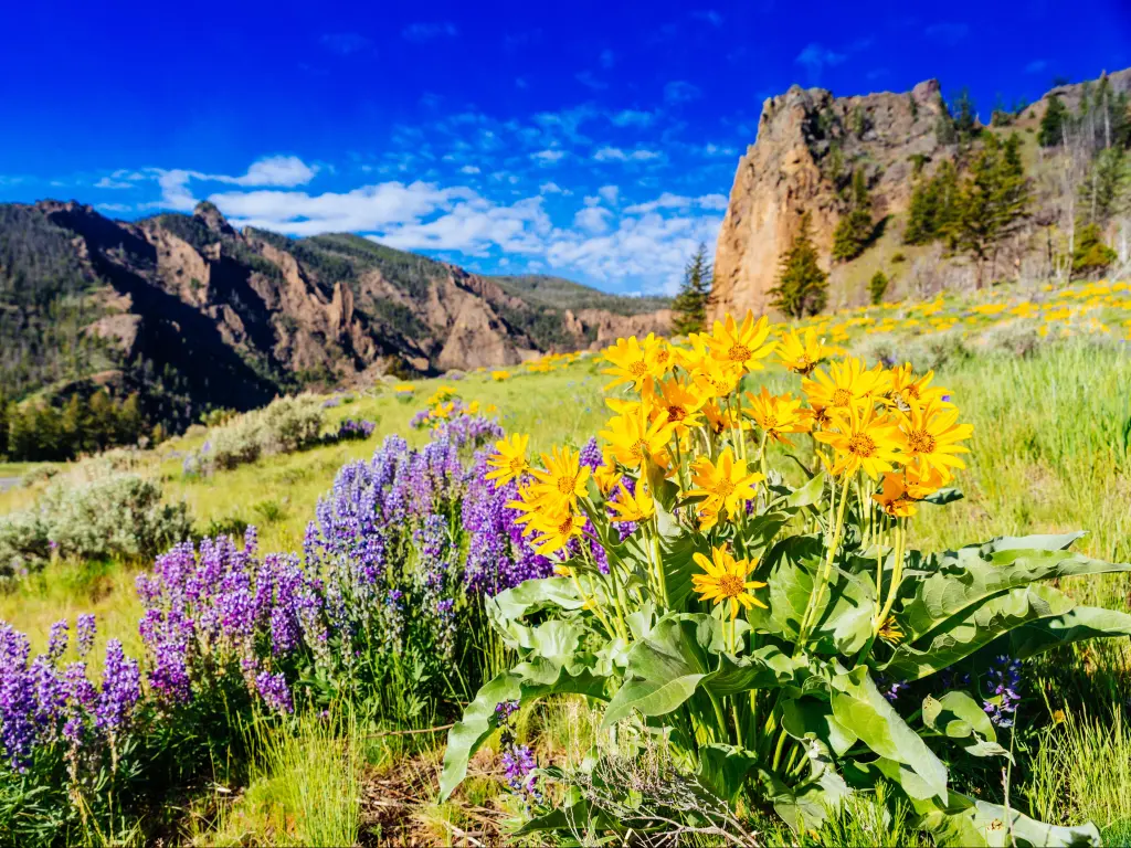 Yosemite National Park, Wyoming, USA with spring flowers in purple and yellow in the foreground