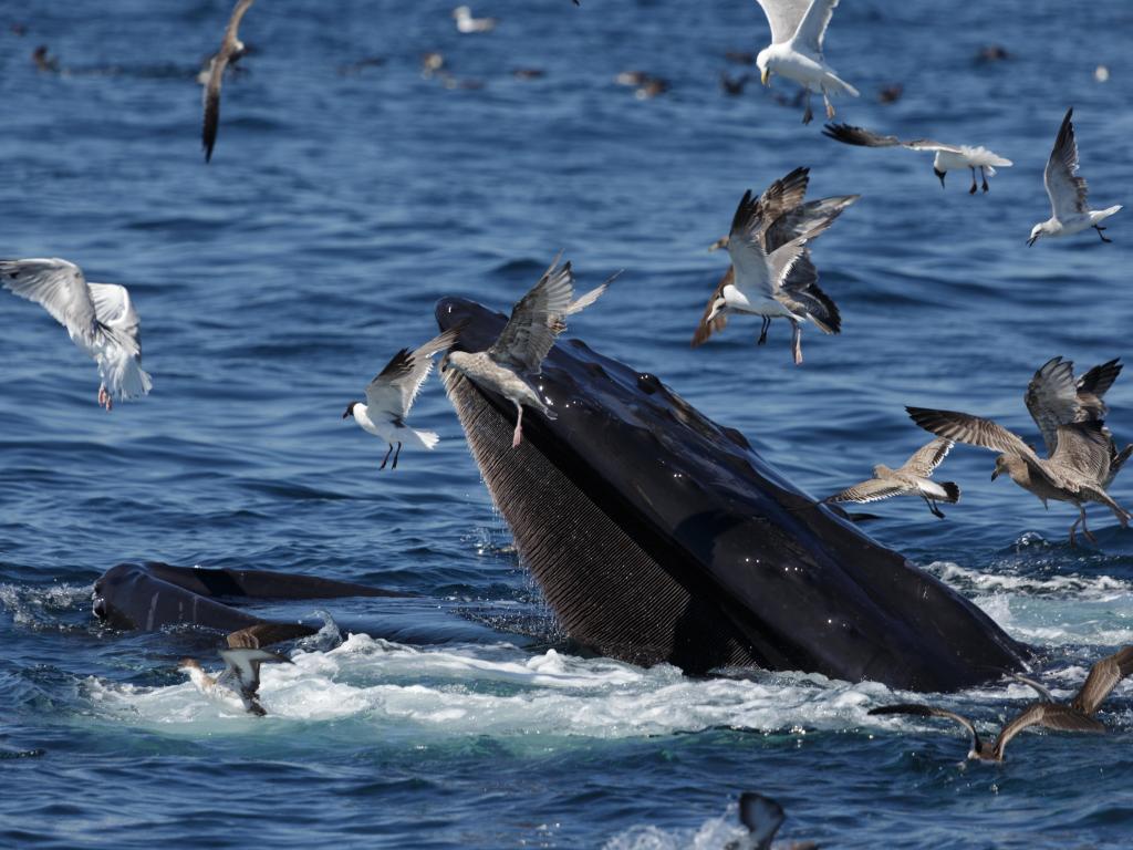 A whale's mouth is visible above the surface of the ocean, with sea birds flying close