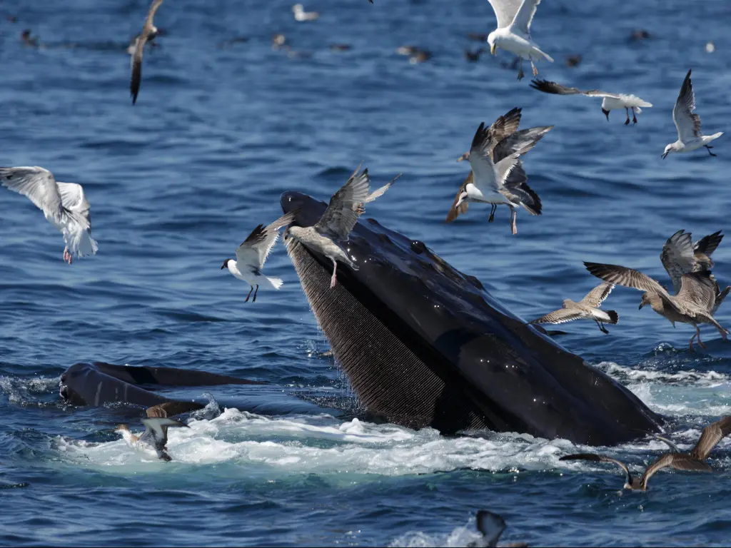 A whale's mouth is visible above the surface of the ocean, with sea birds flying close