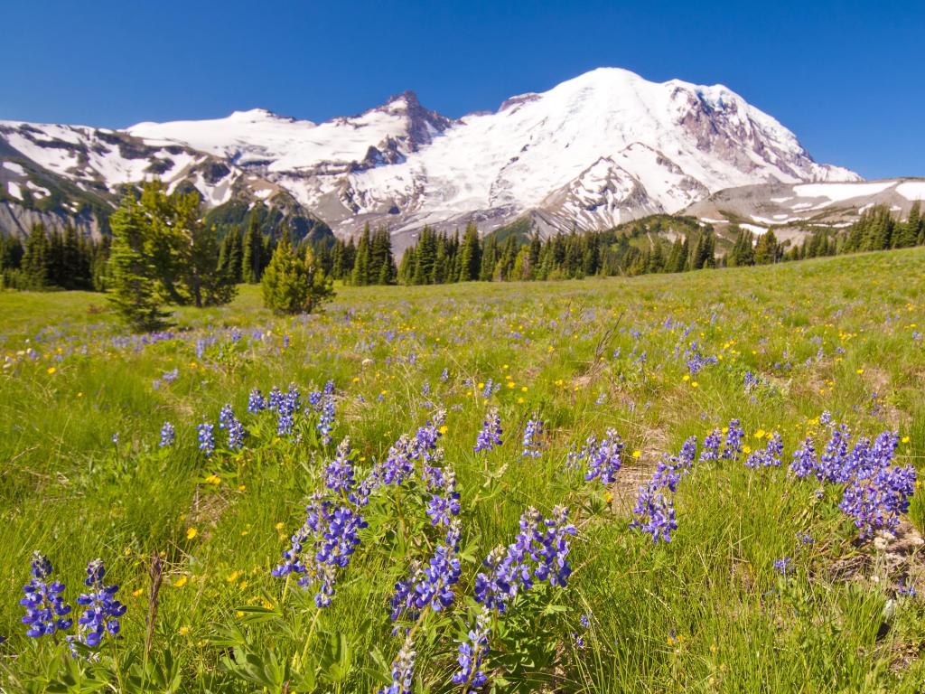 Mount Hood National Forest, Oregon, USA with beautiful purple flowers in the foreground, a dense forest before a snow-capped mountain on a clear sunny day.