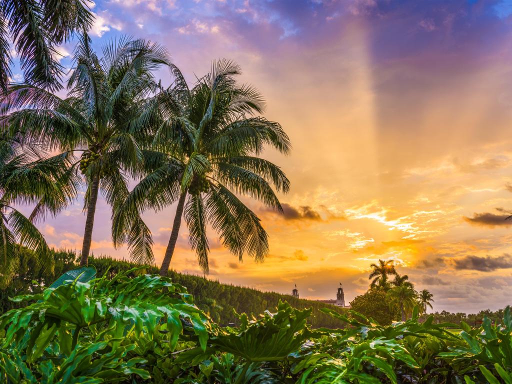 Vivid morning light illuminates palm trees and green vegetation