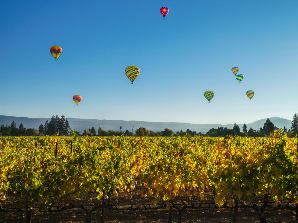 Hot-air balloons above a vineyard in Napa Valley, California, USA