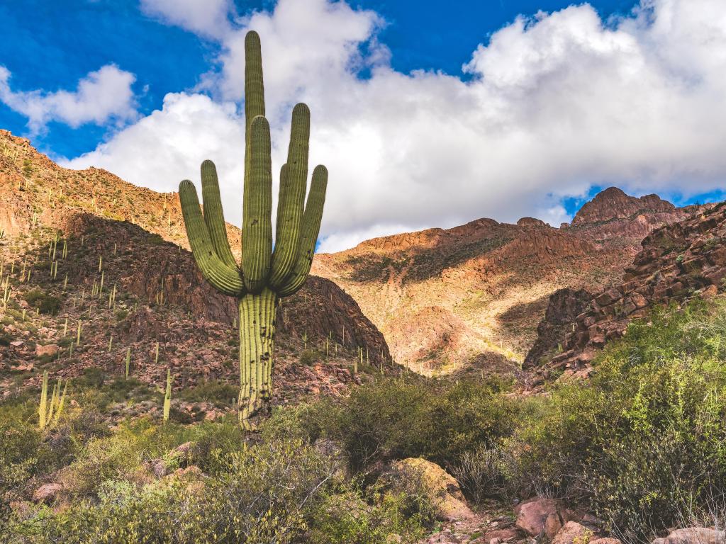 Tonto National Forest, Arizona, USA with Saguaros, Palo Verde trees and other cacti on the Hieroglyphic Trail in the Superstition Mountains on a cloudy but sunny day.