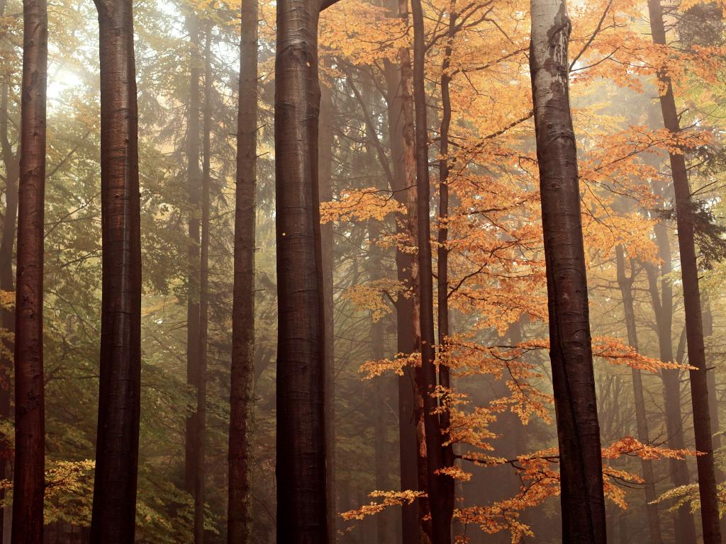 Tall thin trees covered in orange autumn leaves in a forest in the Czech Republic