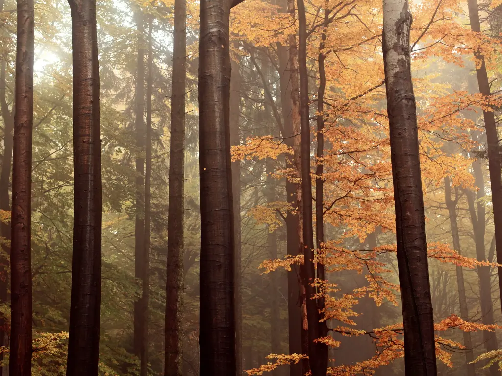 Tall thin trees covered in orange autumn leaves in a forest in the Czech Republic