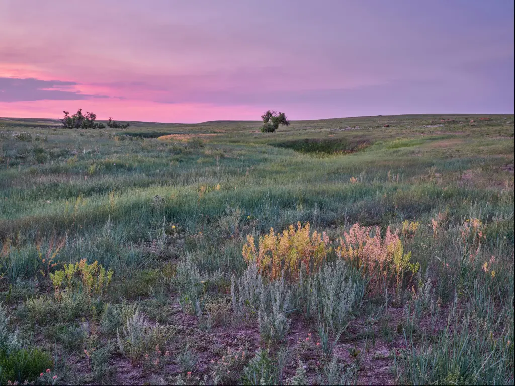 Pawnee National Grassland in Colorado, USA taken at sunrise over green prairie with wildflowers.