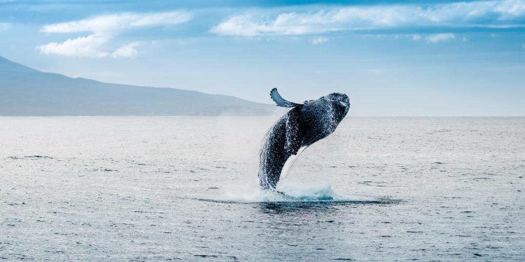 Whale jumping out of water in Iceland 