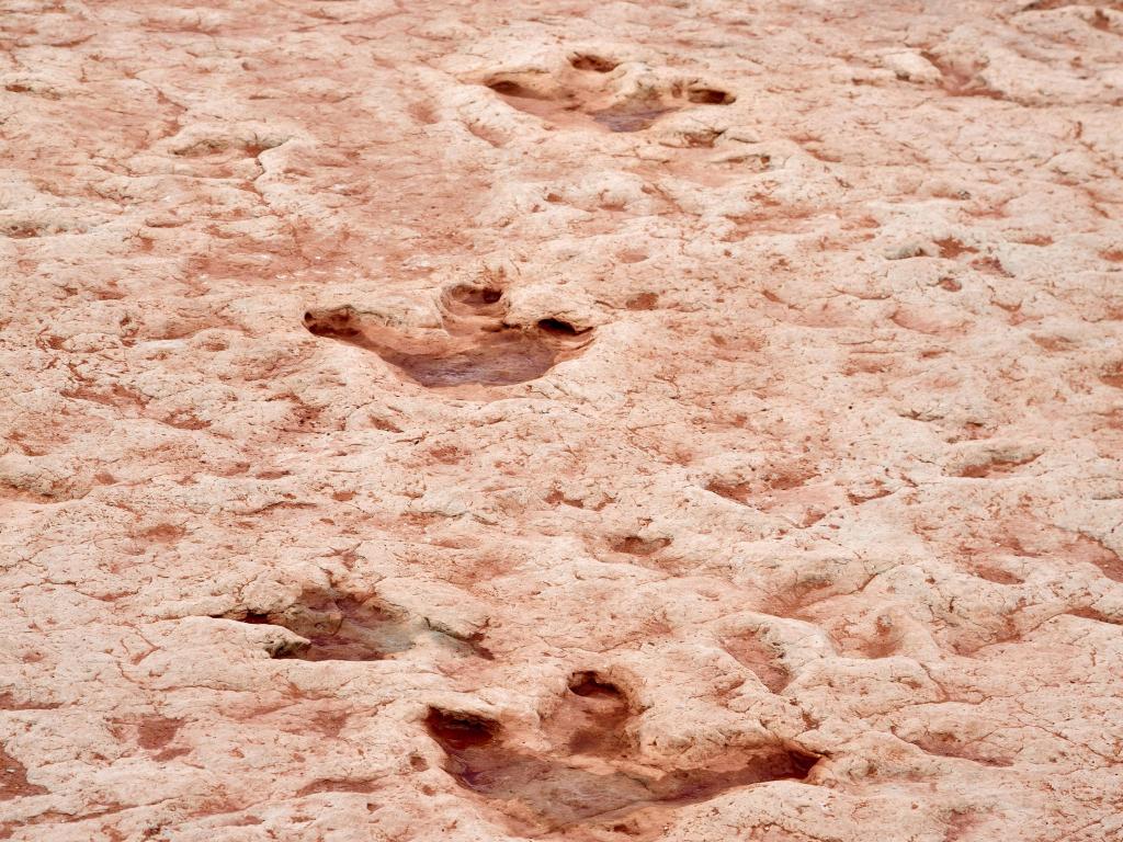 Dinosaur foot prints near Tuba City