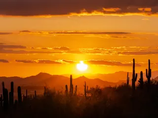 Tucson, Arizona, USA with a sunset over saguaro cactus seen as a silhouette against the sky.