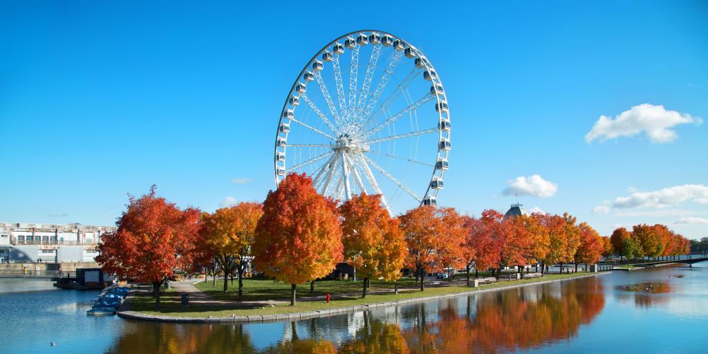 Large ferris wheel surrounded by orange trees in Montreal 
