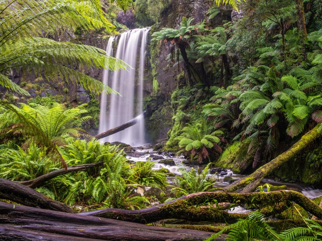 Great Otway National Park in Victoria, Australia taken at Hopetoun falls in a lush green rainforest.