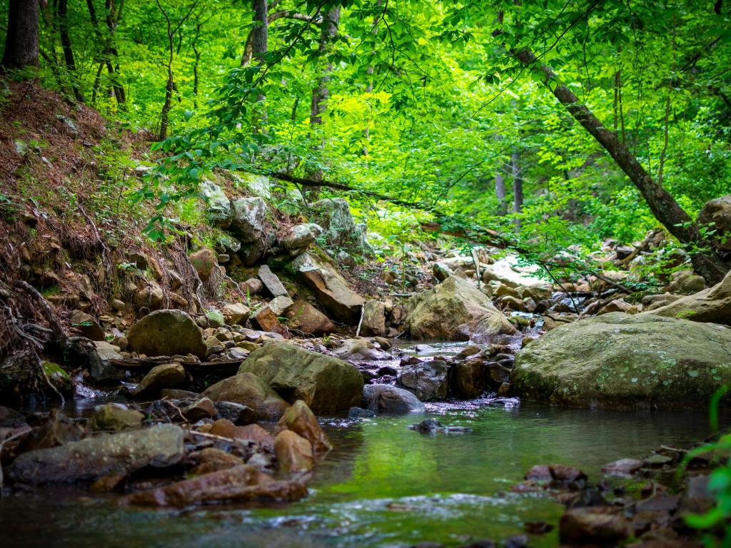 Ouachita National Forest, USA with a stream and rocks in the foreground and tall green trees in the background. 