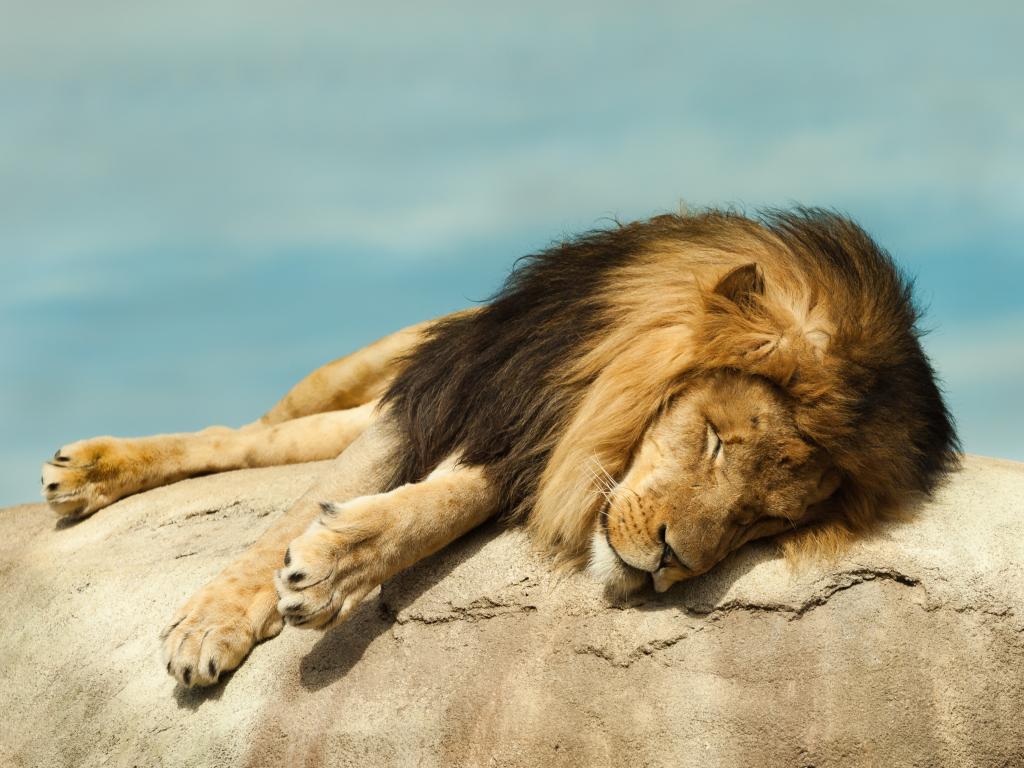 Lion asleep on a rock at the Dallas Zoo, Texas