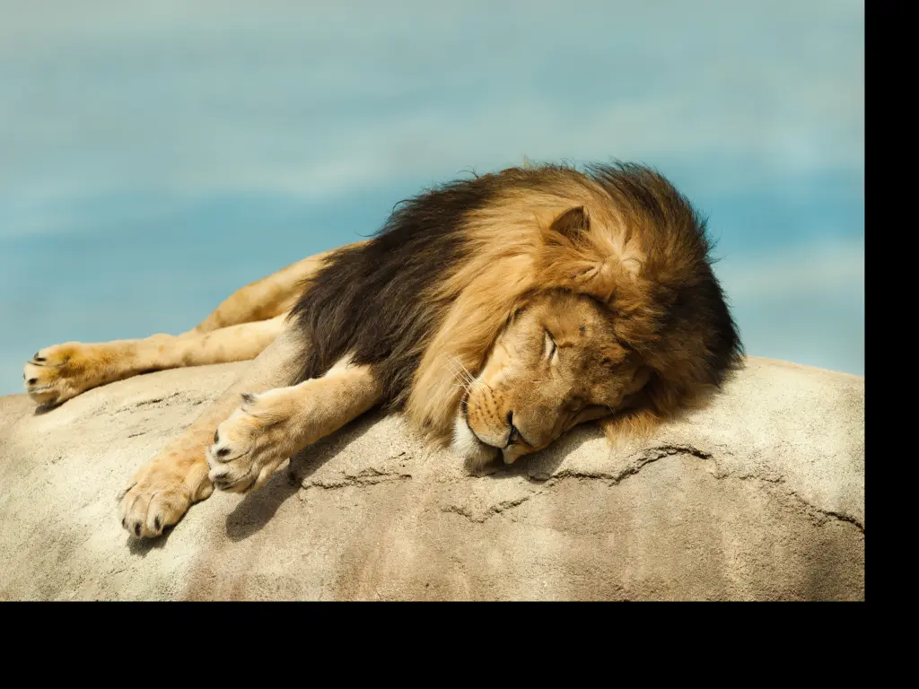 Lion asleep on a rock at the Dallas Zoo, Texas