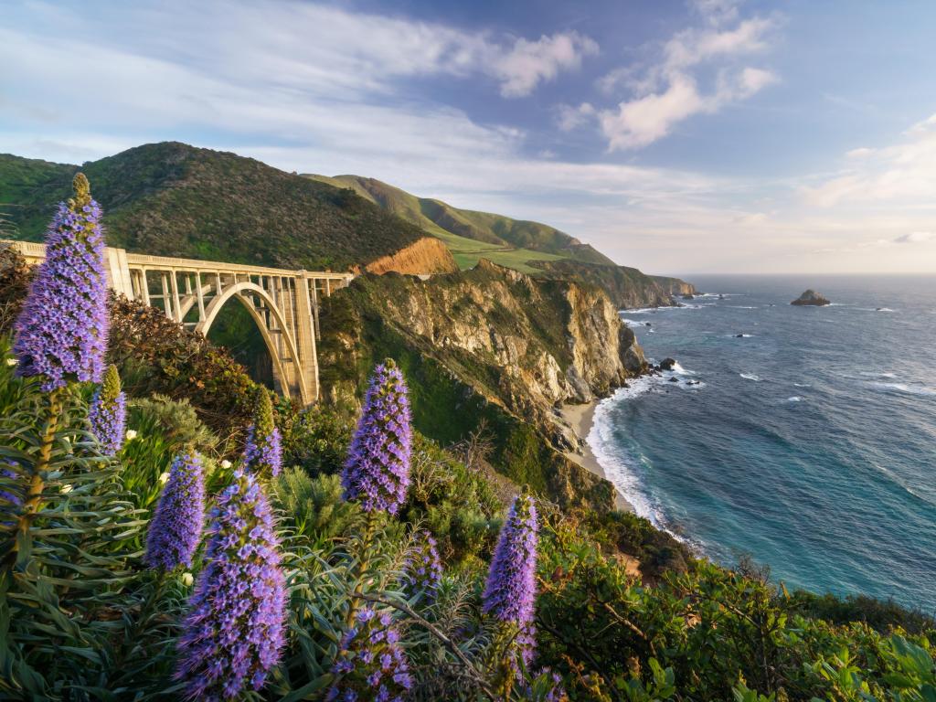 Blooming flowers in the foreground and Bixby Bridge in the background, Big Sur, California, USA.