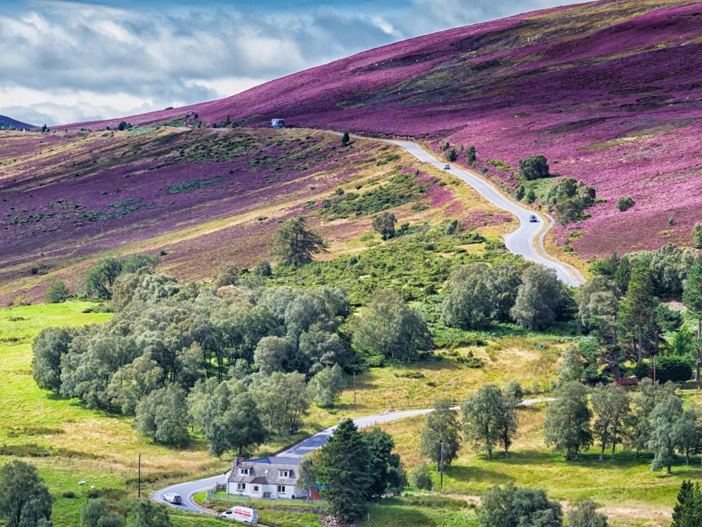 Picturesque road in Scottish Highlands, lush landscape dotted with purple heather across Cairngorms National Park, Scotland, UK