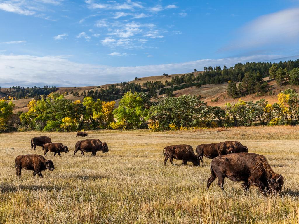 Buffalo grazing in the open landscape of Custer State Park, South Dakota on a sunny day