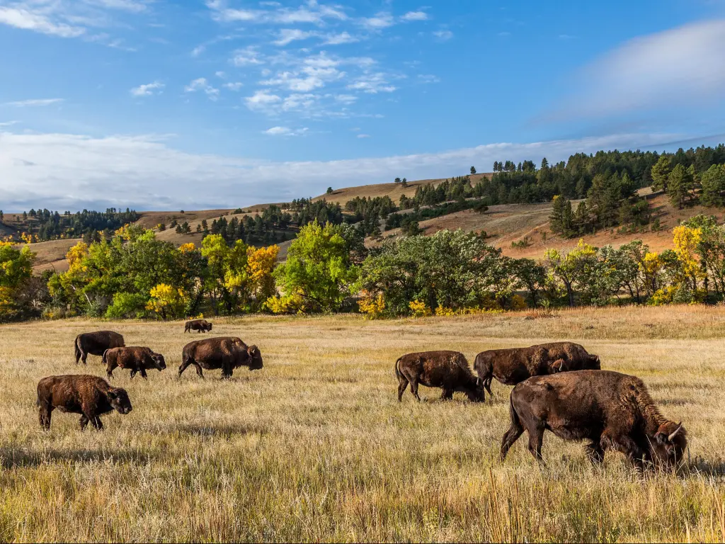 Buffalo grazing in the open landscape of Custer State Park, South Dakota on a sunny day