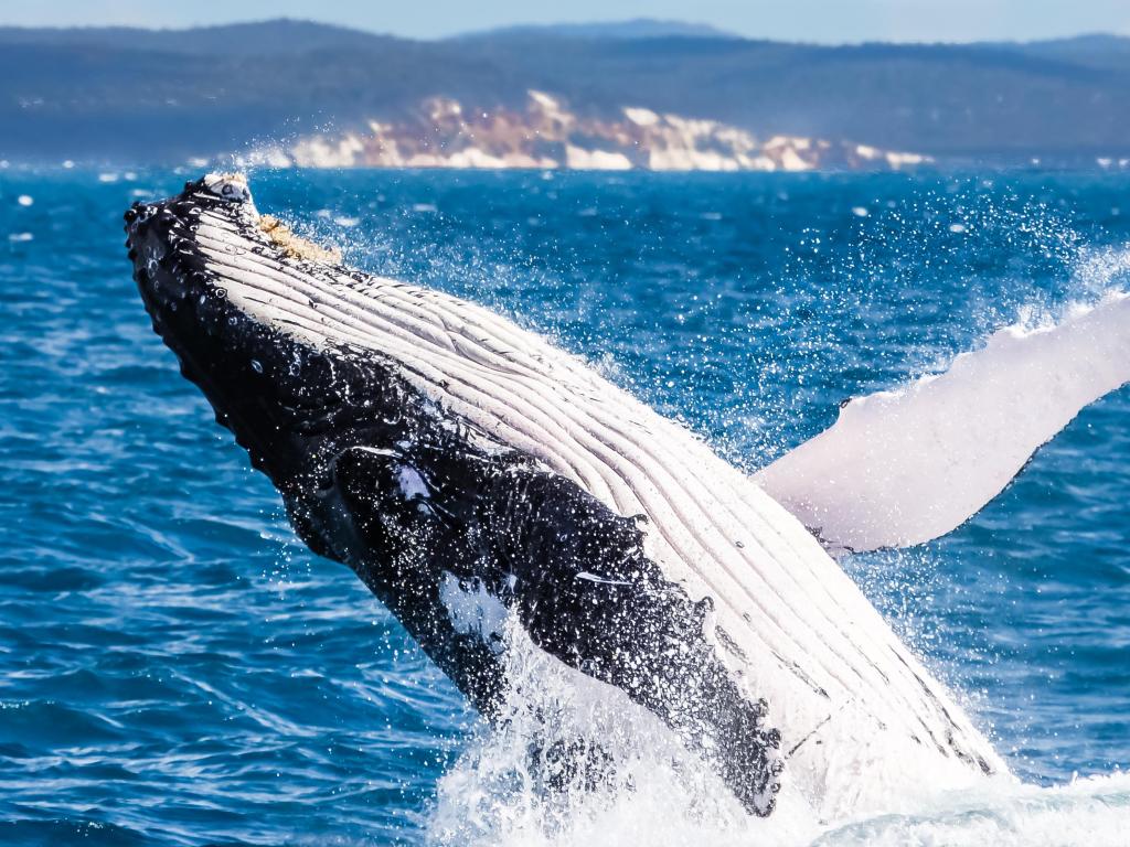 Large whale breaching the water with spray, cliffs in the background